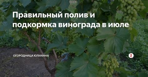 Правильный полив и подкормка кустарников