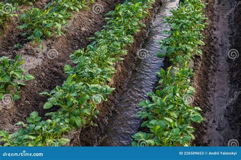 Практическая роль кустов картофеля в огородничестве