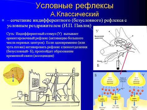 Практическое применение безусловных рефлексов