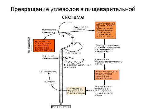 Превращение углеводов