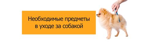 Предложить помощь в уходе за собакой