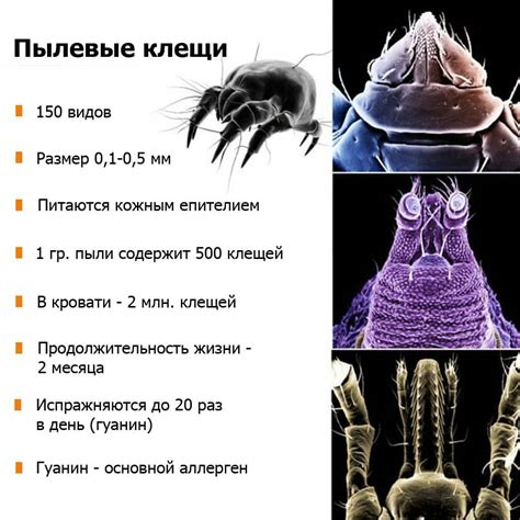 Предпочитаемая пища клещей