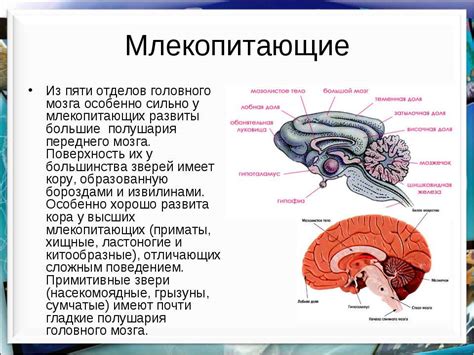 Представление отделов мозга у млекопитающих