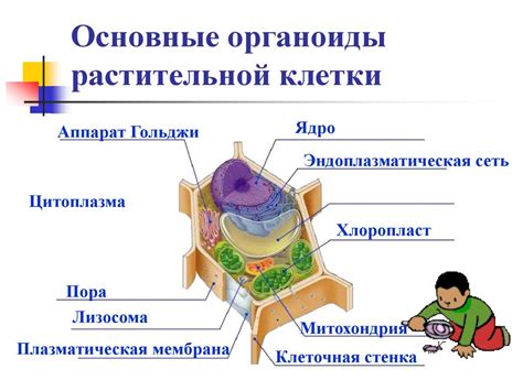 Презентация и использование модели растительной клетки