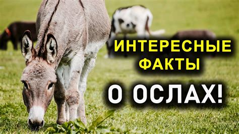 Преимущества использования ослов