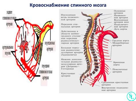 Преимущества и недостатки катков по сравнению со склизами