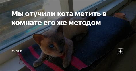 Прекращение метить кота: 6-летние советы