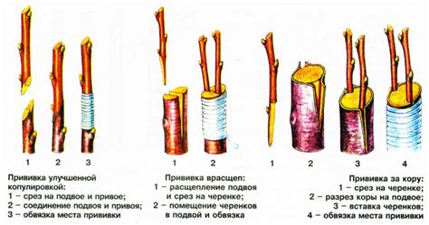 Прививка и размножение