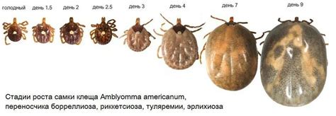 Прививки от инфекций, передающихся через укусы насекомых