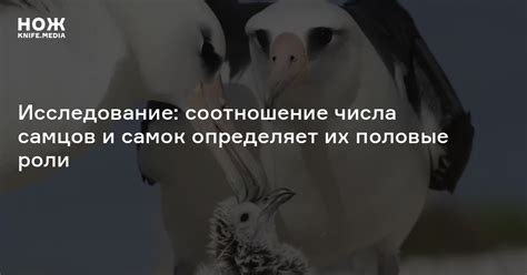 Привлечение внимания самцов и самок