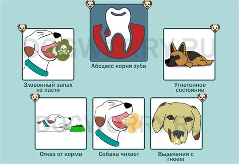 Признаки проглатывания бычьего корня у собаки