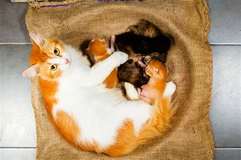 Признаки родовой сложности у котят