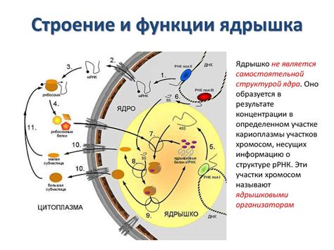 Признаки ядрышка