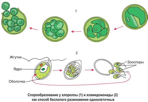 Применение бесполого размножения в сельском хозяйстве и медицине