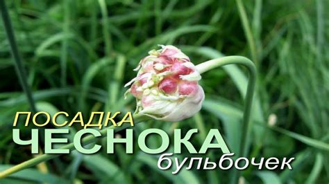 Применение бульбочек от чеснока для профилактики простуды