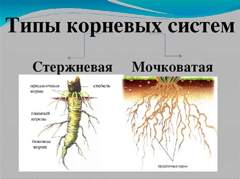 Применение мочковатой и стержневой корневых систем в сельском хозяйстве