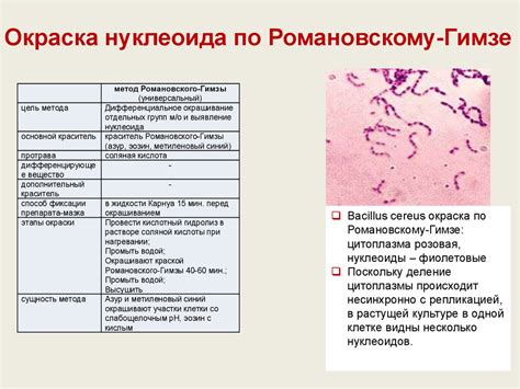 Применение окраски по Романовскому гимзе в изучении микроорганизмов