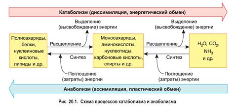 Примеры биологического синтеза в организме