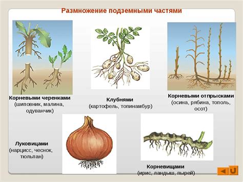 Примеры вегетативного размножения в животном мире