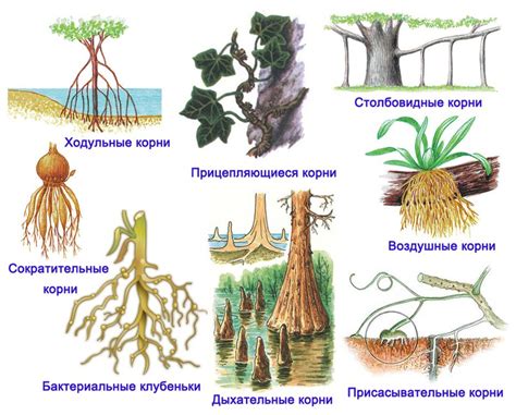 Примеры главного корня