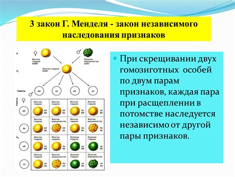 Примеры гомозиготных признаков