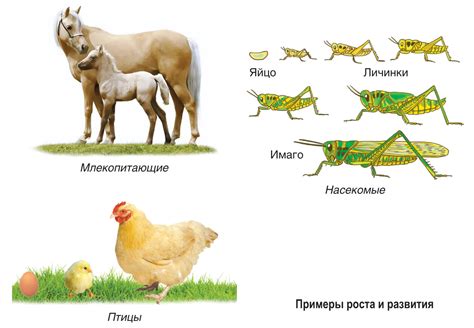 Примеры живых организмов