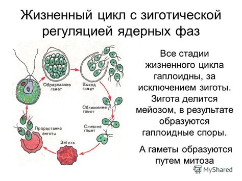 Примеры жизненного цикла в разных организмах