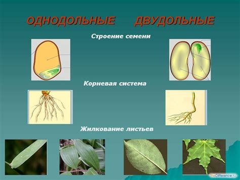 Примеры растений из класса 6 биологии