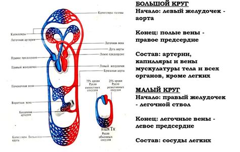 Примеры физических упражнений при недостаточности кровообращения 1 степени