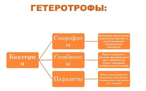 Принципы гетеротрофного типа питания