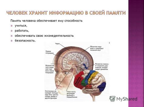 Принципы обработки информации в конечном мозге