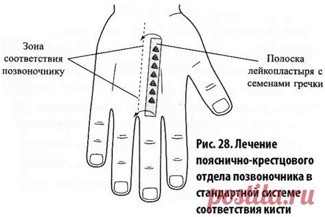 Принципы работы су джок