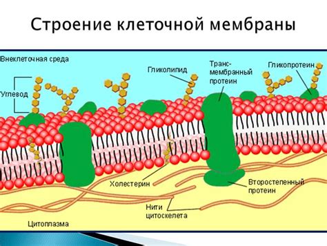 Принципы функционирования клеточной мембраны