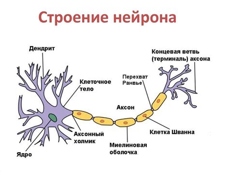 Принцип работы нейрона: передача сигналов и электрические импульсы