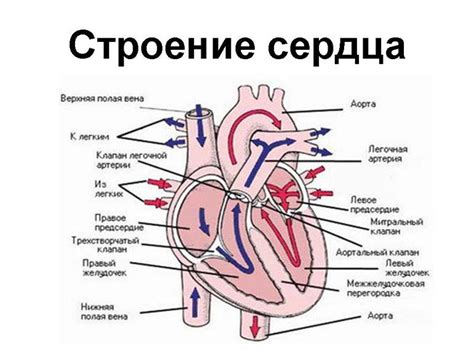 Принцип работы сердца