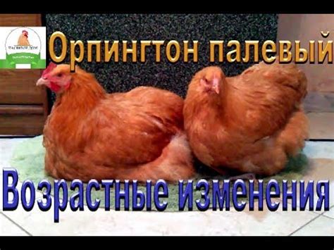 Природные особенности породы или возрастные изменения