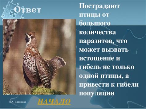 Природные факторы и птицы: что может вызвать такую неприятность?