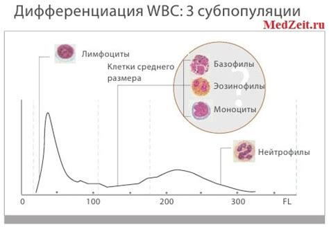 Причины, по которым нейтрофилы становятся ниже нормы