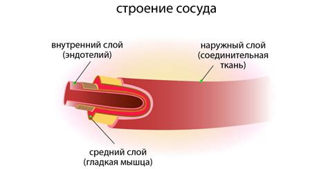 Причины возникновения вен на лбу