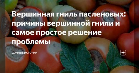 Причины возникновения вершинной гнили