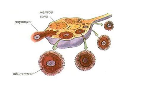 Причины возникновения доминантного фолликула в яичнике