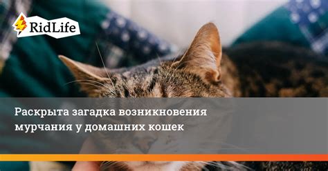 Причины возникновения мурчания у котов