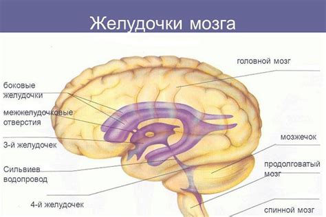 Причины дилатации боковых желудочков головного мозга