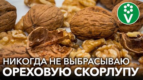 Причины и последствия вреда грецкого ореха для организма человека