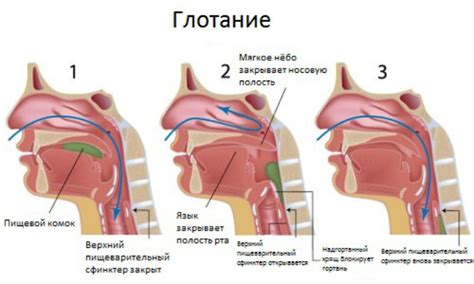 Причины и последствия глотания гнойного скопления в горле