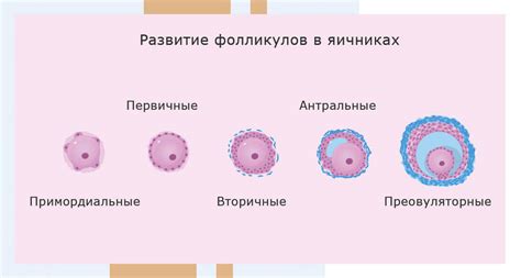 Причины многочисленных фолликулов в яичниках