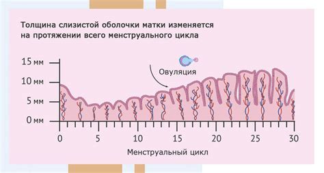 Причины нарушения фазы цикла