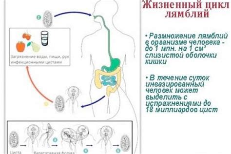 Причины образования цист лямблий