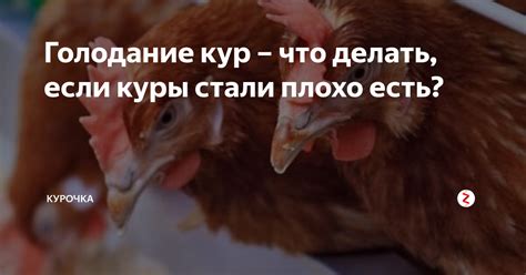 Причины отказа кур от еды