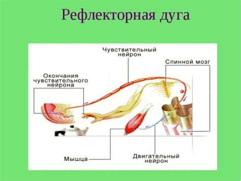 Причины отсутствия развития жевательного рефлекса